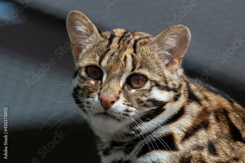 Fototapeta Naklejka Na Ścianę i Meble -  Close Up of a Beautiful Asian Leopard Cat