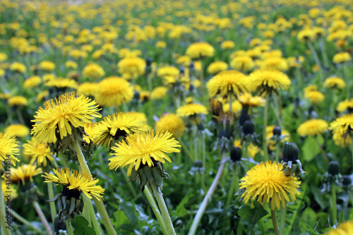Dandelion field. Yellow flowers in a summer landscape. 