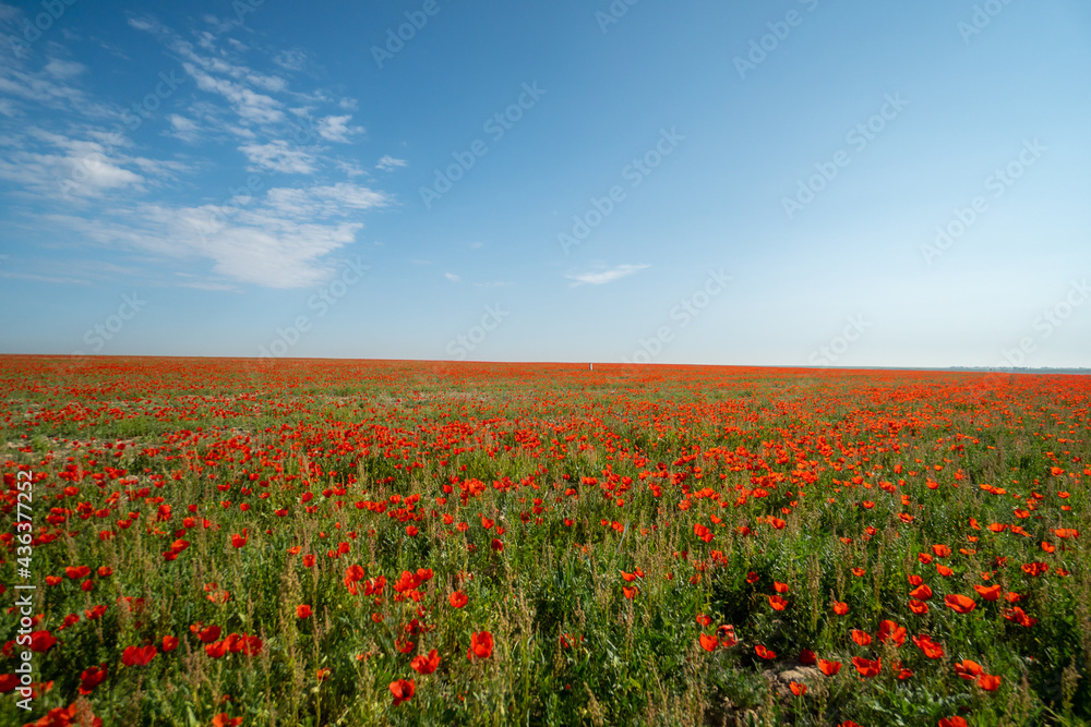 Poppy field. red poppies on a background of green grass. Beautiful poppy field