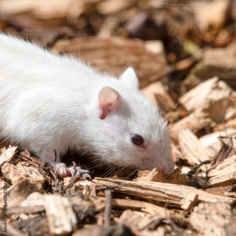 Albino Chipmunk on the Ground Albino Chipmunk on the Ground