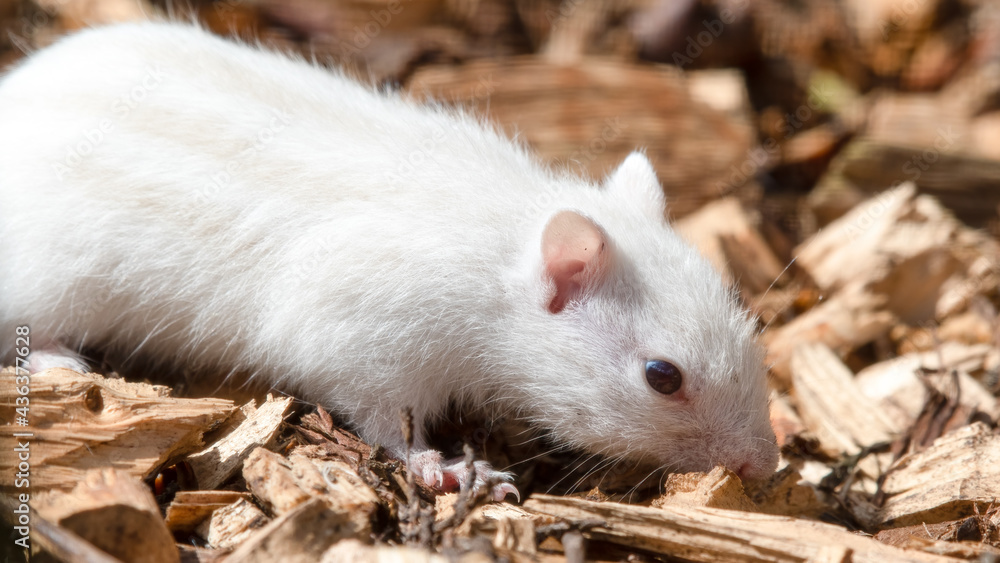 Albino Chipmunk on the Ground