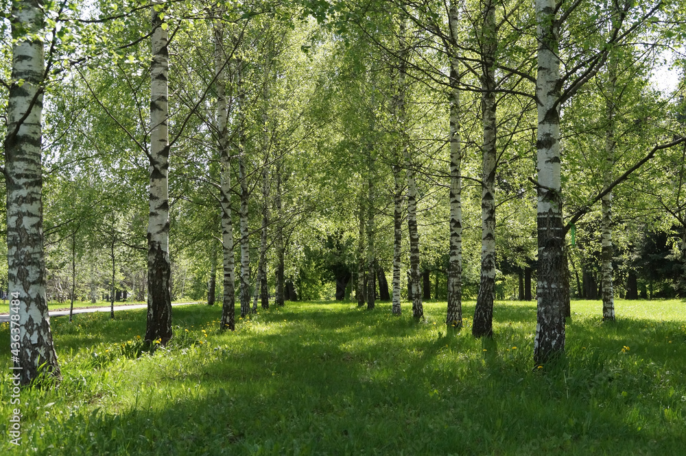 Fototapeta premium tree in the park