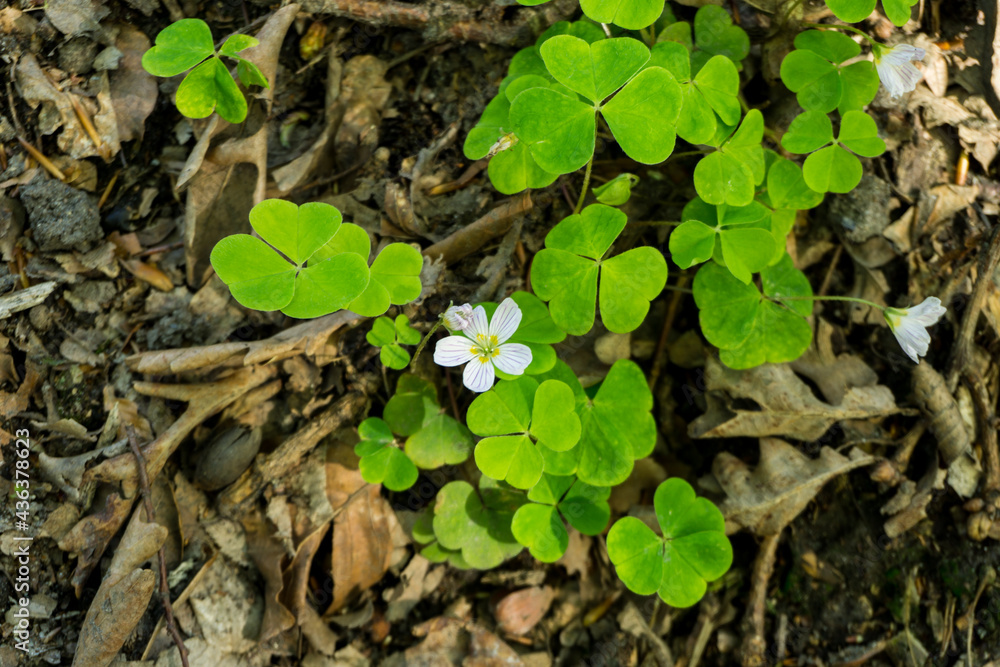 A single flower of  hare oxalis  among green leaves and decayed wood (Oxalis acetosella)