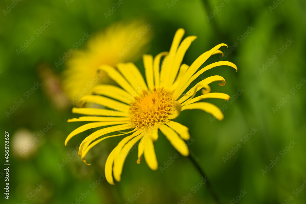 Bright yellow chamomile on a background of green grass Bright yellow chamomile on a background of green grass