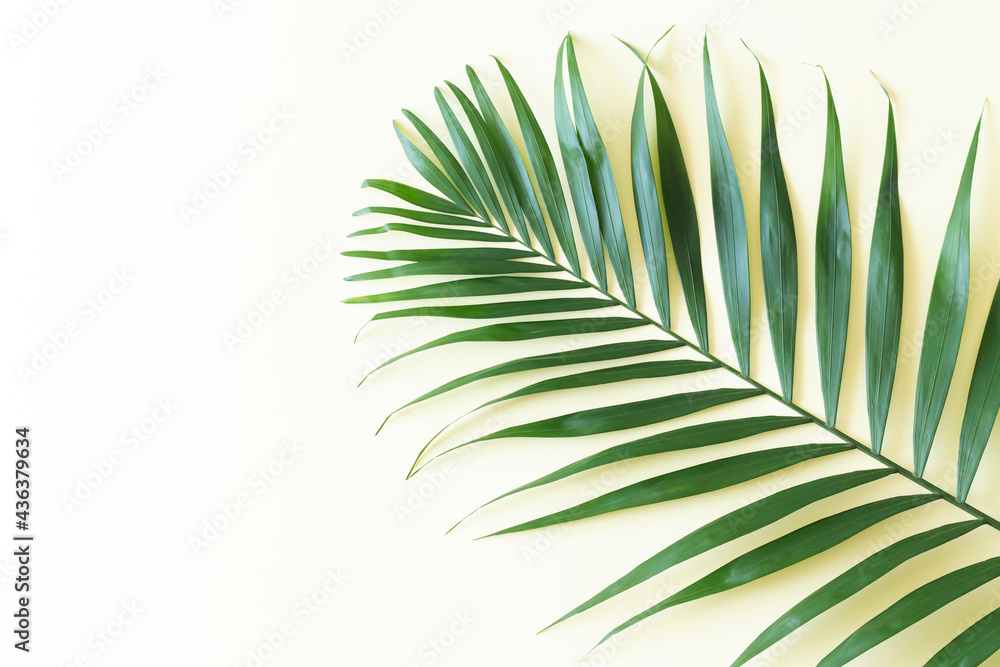 Tropical palm leaf branch top view on yellow background Tropical palm leaf branch top view on yellow background