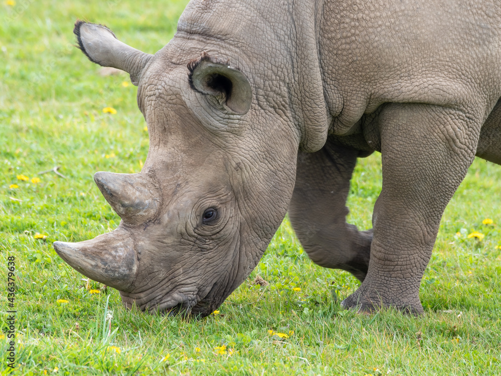 Eastern Black Rhino Standing on Grass Eastern Black Rhino Standing on Grass