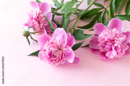 Bouquet of beautiful pink peony flowers on light pink table with copy space