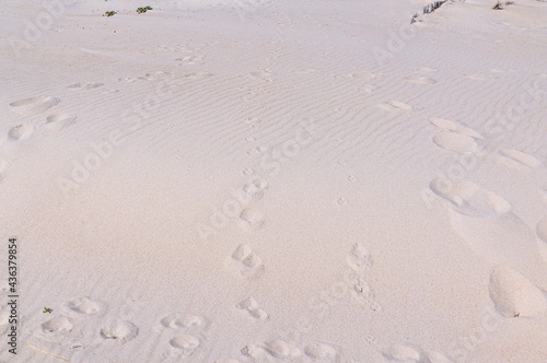 Pegadas e marcas de passagem de pessoas e animais na areia do mar photo
