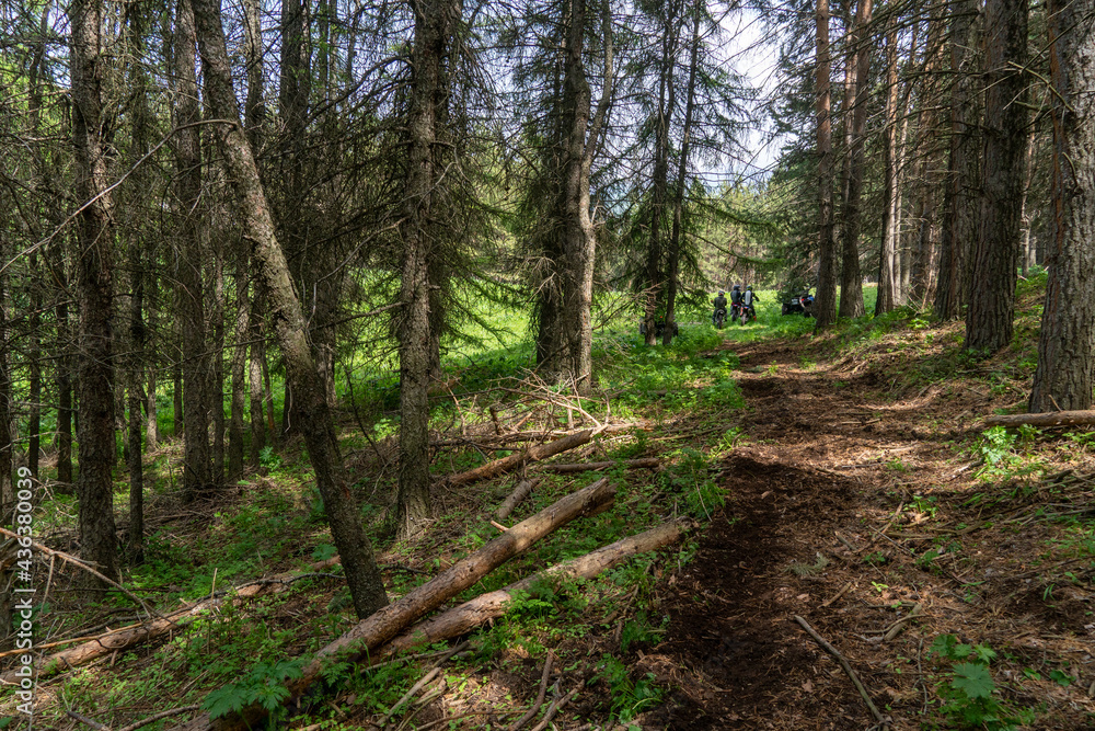 Fototapeta premium deep in the forest. thickets. green Forest. beautiful green park