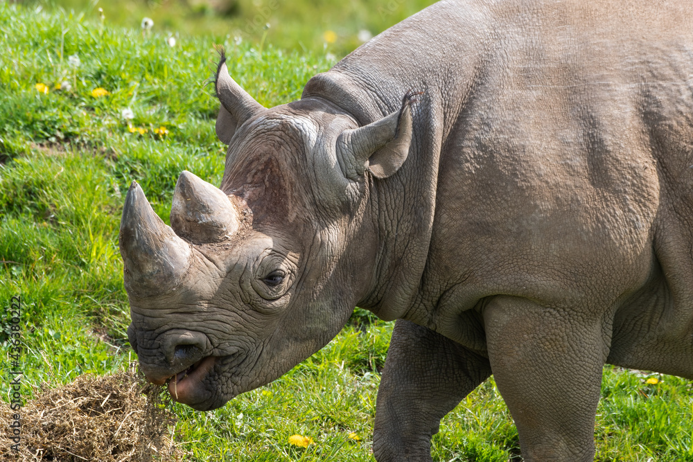 Naklejka premium Eastern Black Rhino Standing on Grass Feeding