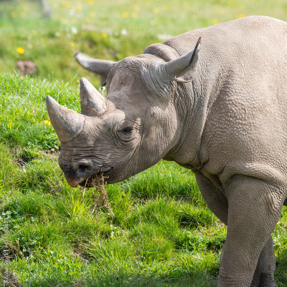 Eastern Black Rhino Standing on Grass Feeding Eastern Black Rhino Standing on Grass Feeding