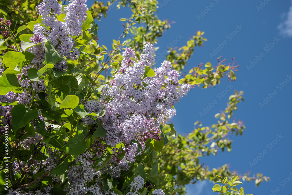 the flowers of a lilac shrub in sunlight the flowers of a lilac shrub in sunlight