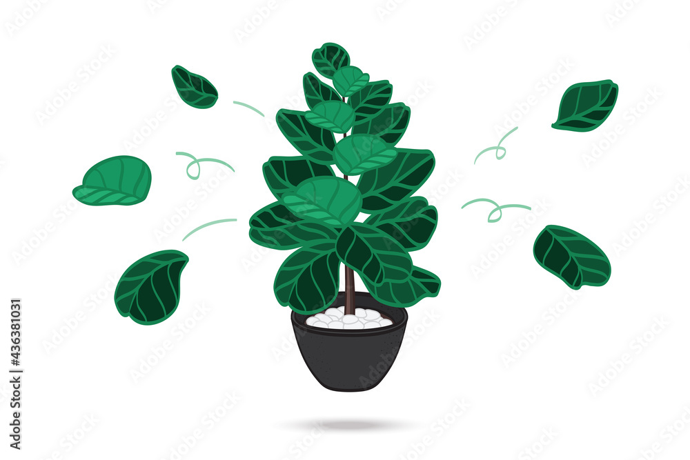 Fiddle Fig Ficus Lyrata, philodendron interior decor composition presentation Fiddle Fig Ficus Lyrata, philodendron interior decor composition presentation