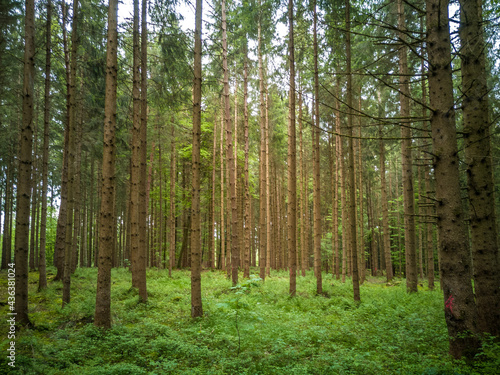 Fototapeta Naklejka Na Ścianę i Meble -  Grüne Fichten Bäume im Sommer Wald