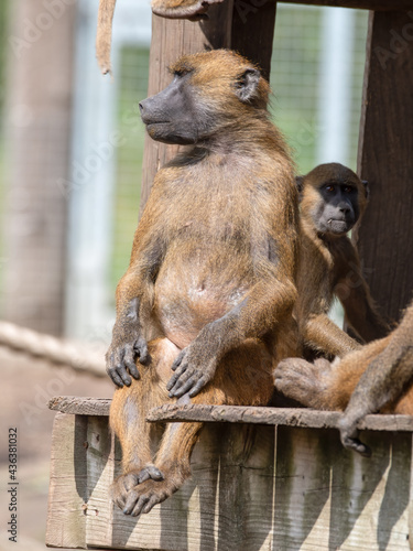 Adult Baboon Sitting Upright on a Wooden Platform © Ian