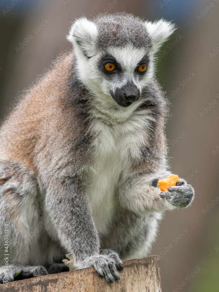 Obraz premium Close Up Side View Ring-tailed Lemur