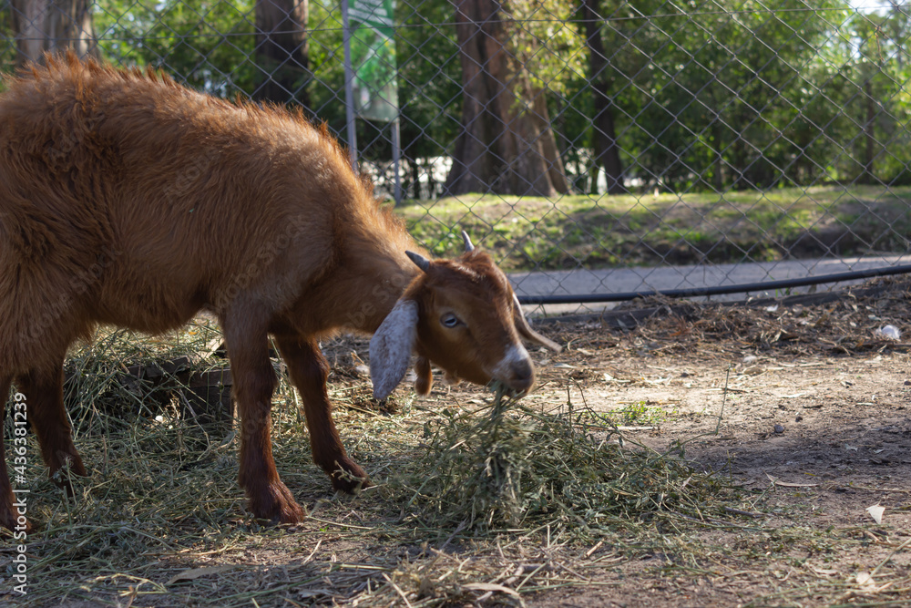 Fototapeta premium Brown goat eating in the farm.
