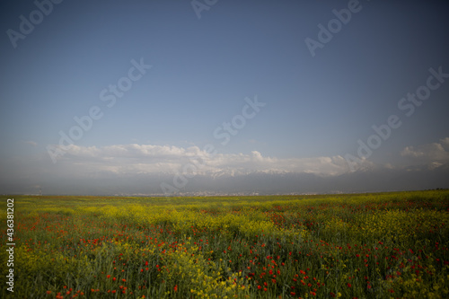 Poppy field. red poppies on a background of green grass. Beautiful poppy field