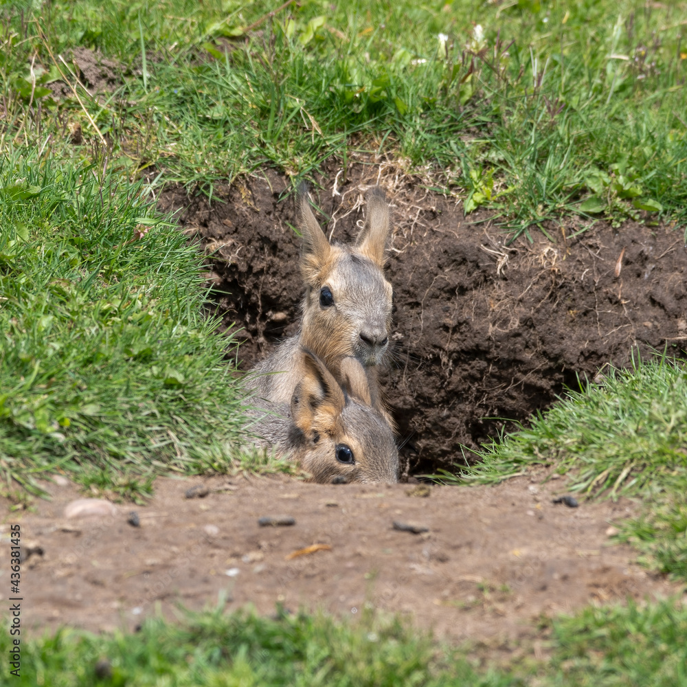Pair of Young Patagonian Mara's Hiding in a Burrow