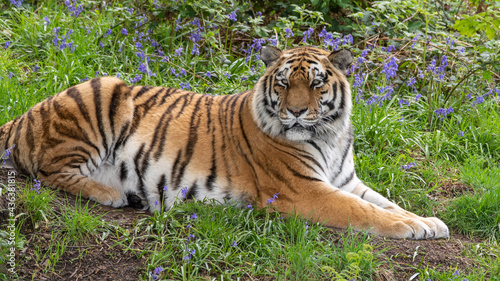 Amur Tiger Resting on Grass