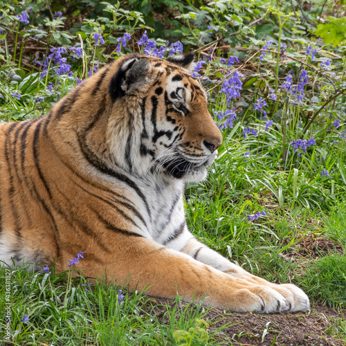 Amur Tiger Resting on Grass