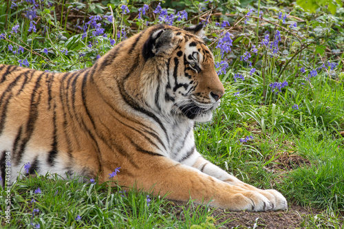 Amur Tiger Resting on Grass