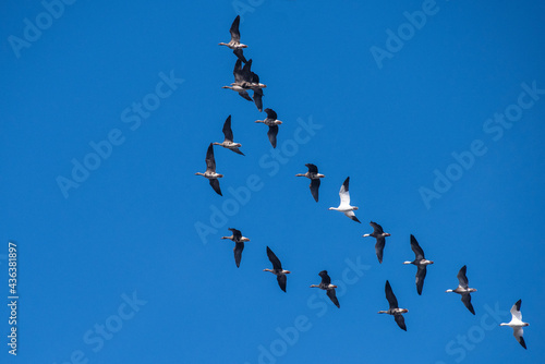 Geese Flying in Formation Over Lincoln County, Missouri