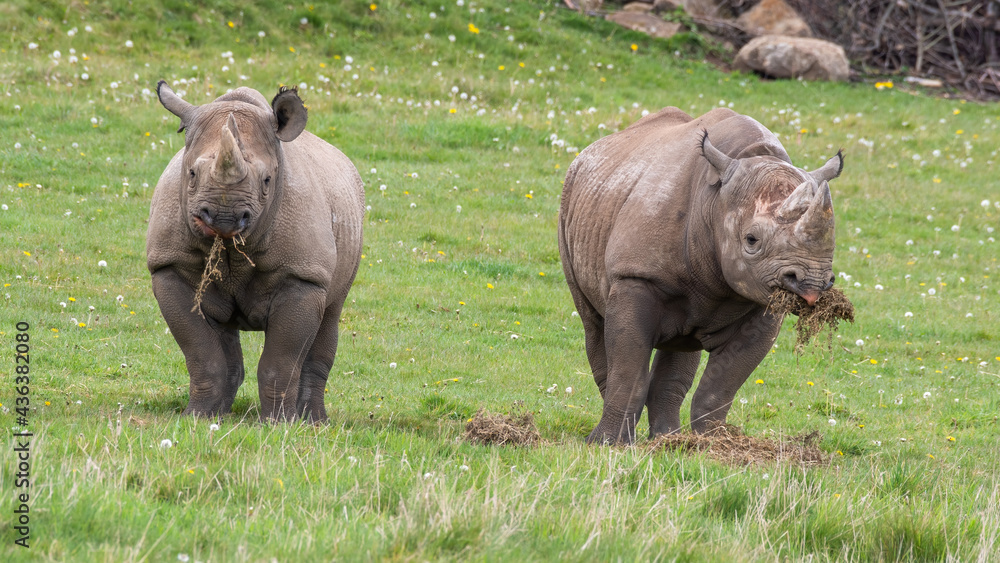 Fototapeta premium Pair of Eastern Black Rhino's Standing on Grass Feeding