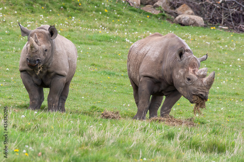 Pair of Eastern Black Rhino s Standing on Grass Feeding