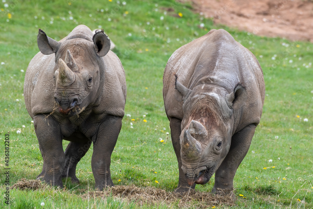 Naklejka premium Pair of Eastern Black Rhino's Standing on Grass Feeding