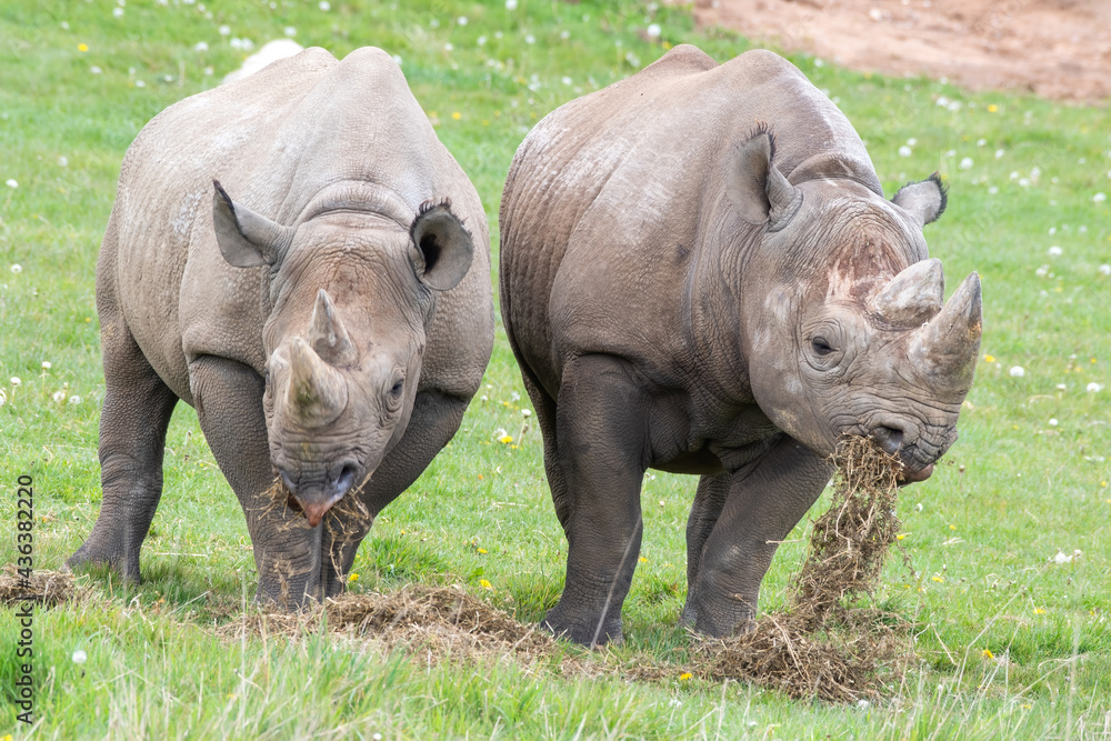 Naklejka premium Pair of Eastern Black Rhino's Standing on Grass Feeding