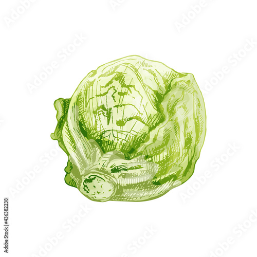 Fresh whole head iceberg lettuce. Vector vintage hatching color illustration.