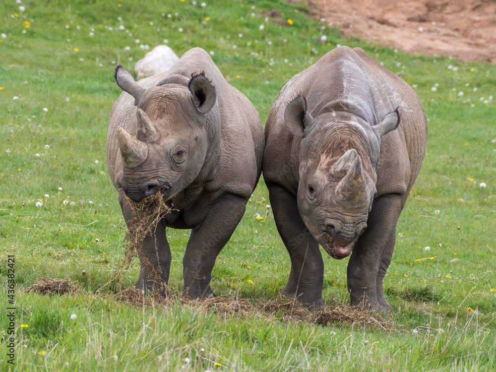 Fototapeta premium Pair of Eastern Black Rhino's Standing on Grass Feeding