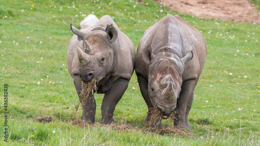 Pair of Eastern Black Rhino's Standing on Grass Feeding Pair of Eastern Black Rhino's Standing on Grass Feeding
