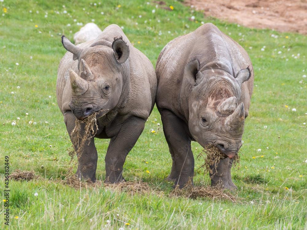 Obraz premium Pair of Eastern Black Rhino's Standing on Grass Feeding