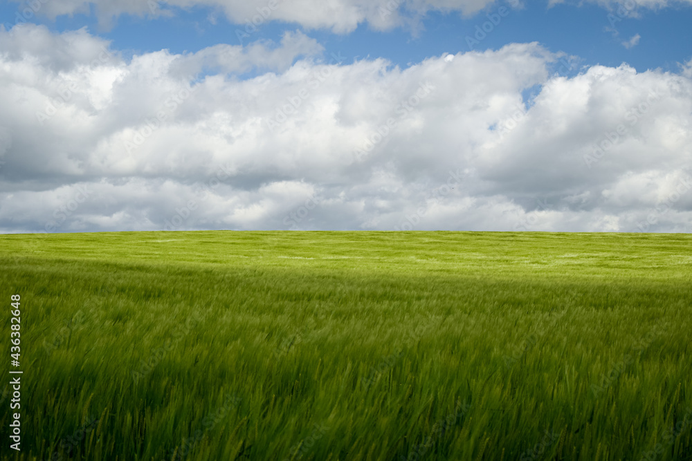 green field and blue sky