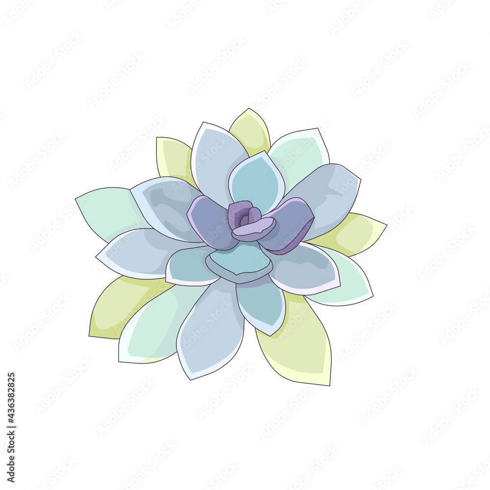 Outlined vector Graptoveria Titubans on white isolated background, isolated succulent Graptoveria in Cartoon style, concept of Indoor Succulents, Potted plants and Window Gardening. Outlined vector Graptoveria Titubans on white isolated background, isolated succulent Graptoveria in Cartoon style, concept of Indoor Succulents, Potted plants and Window Gardening.