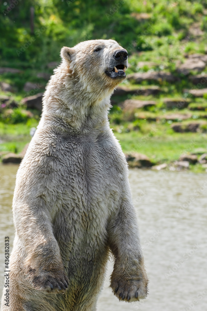 Fototapeta premium Large Polar Bear Standing Upright