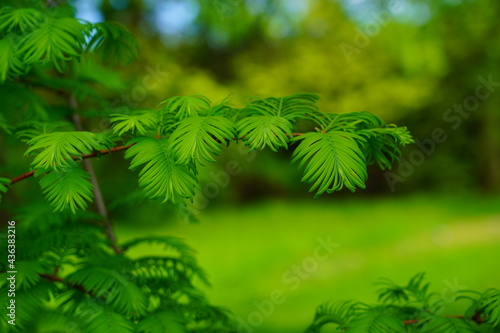 Metasequoia glyptostroboides  Gold Rush   leaves
