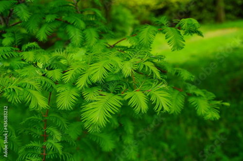 Metasequoia glyptostroboides (Gold Rush) ,leaves