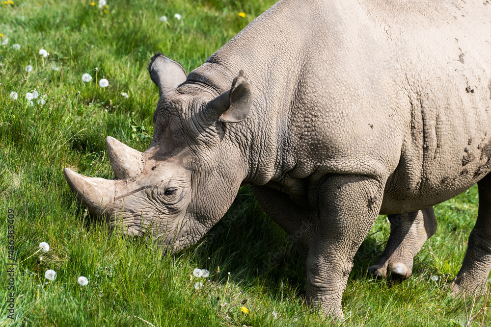 Fototapeta premium Eastern Black Rhino Standing on Grass Feeding