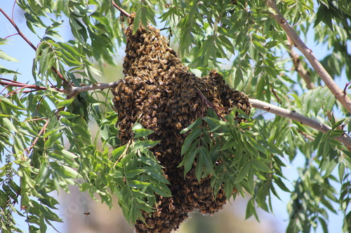 Swarm of Honeybees on a Tree Branch