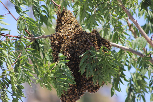 Swarm of Honeybees on a Tree Branch