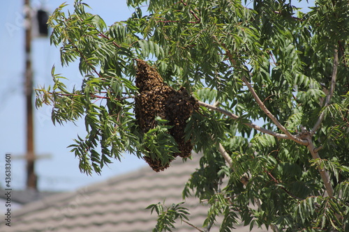 Swarm of Honeybees on a Tree Branch