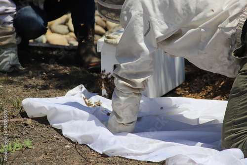 Beekeeper Tending to a Swarm of Honey Bees