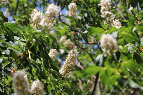 Butterfly Landing on a White Flower and Spreading its Wings on a Sunny Spring Day