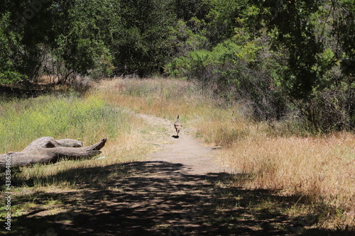 Female Peacock walking on a Path Near the Woods