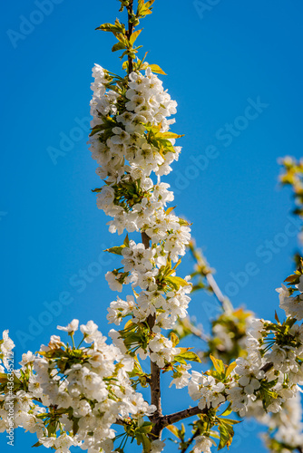 White buds of the apple tree