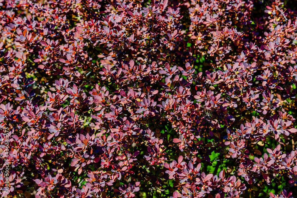 Springtime vegetation in the city park Springtime vegetation in the city park