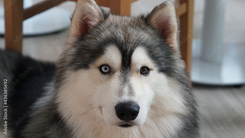 Siberian husky puppy with bi-colored eyes Siberian husky puppy with bi-colored eyes